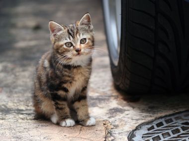 City Street Homeless Kitten And Tire