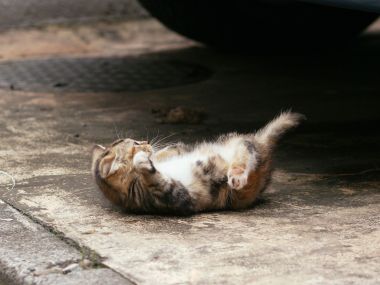 City Street Homeless Kitten Lounging Scene