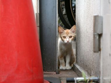 城市角落的流浪橘白小猫