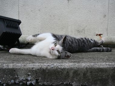 City Homeless Cat Lounging On Concrete Floor
