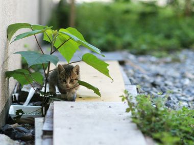 City Corner Kitten And Green Plant