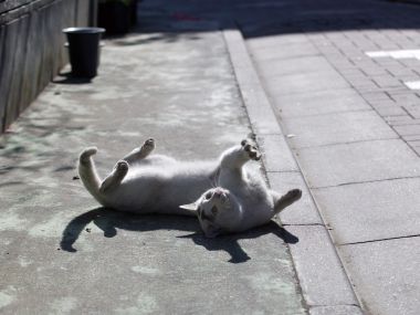 Lazy White Cat Sunbathing On City Sidewalk