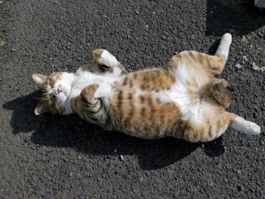 City Homeless Cat Lounging On Asphalt Enjoying Sunlight