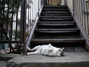 City Residential Stairs Lazy Cat