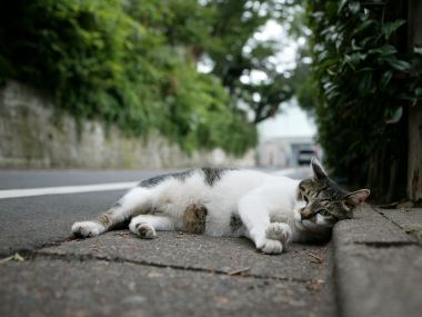 City Street Homeless Cat