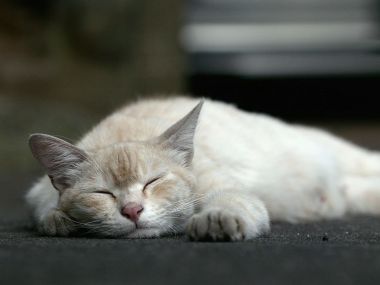 City Street Homeless Cat Sleeping
