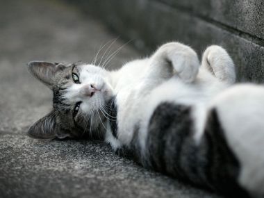 City Homeless Cat Lazy Lying Scene