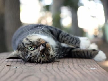City Homeless Tabby Cat Lounging Scene