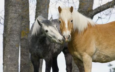 Connemara Horses Sweden