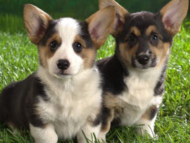 草地上的可爱柯基幼犬