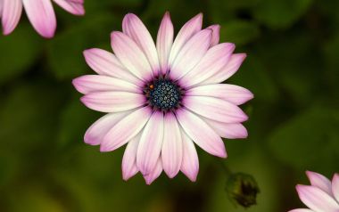 Pink Osteospermum Close Up Realistic Photography