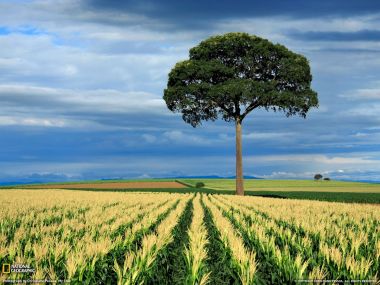 Brazil Sao Paulo Cornfield Lone Tree Landscape