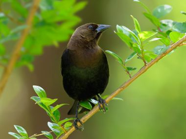 Brown Headed Cowbird On Branch