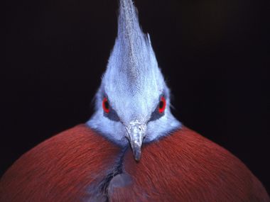 Crowned Pigeon Close Up Blue Crest Red Feathers