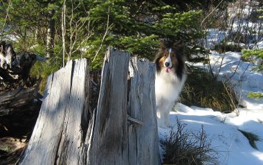 Shetland Sheepdog In Snowy Forest