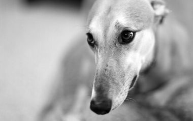 黑白摄影：灵缇犬的深情凝视