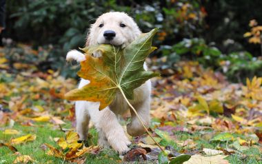 Golden Retriever Puppy With Maple Leaf