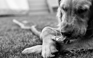 Golden Retriever Chewing Stick Black And White