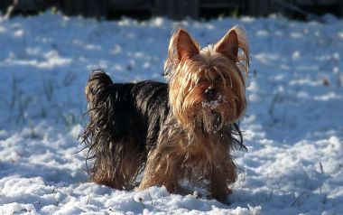 Cute Yorkshire Terrier In Snow