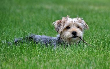 Cute Yorkshire Terrier With Stick On Grass