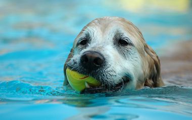 Golden Retriever Swimming With Toy