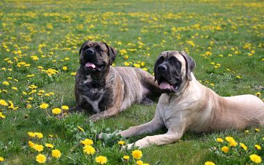 Two Mastiff Dogs In Dandelion Field
