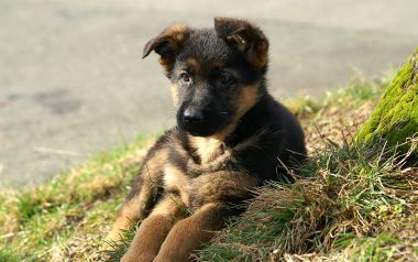 户外草地上的可爱德国牧羊犬幼犬