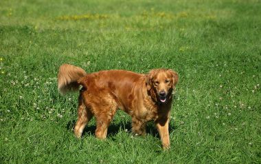 Golden Retriever In The Meadow