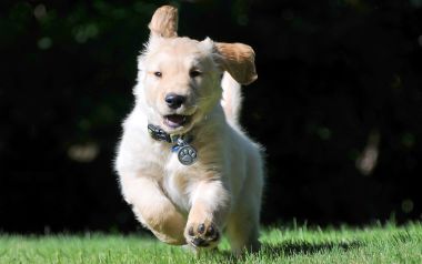 草地上奔跑的可爱金毛幼犬