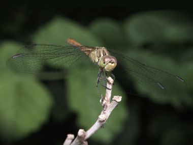 Dragonfly Perched On Dry Twig Macro Closeup