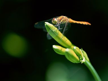 Orange Dragonfly Perched On Green Flower Bud Macro Photography