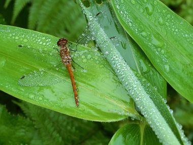 雨后绿叶上沾满水珠的红蜻蜓微距特写