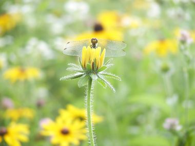 蜻蜓停驻黑心菊花苞 夏日自然微距摄影