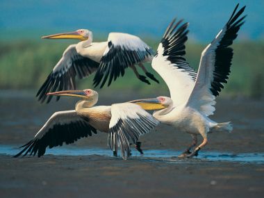Eastern White Pelicans In Flight