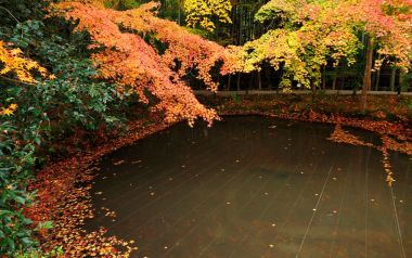 Autumn Pond Maple Leaves Enkoji Temple Japan