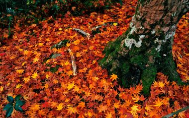 Japanese Enkoji Temple Autumn Maple Leaves And Tree Trunk