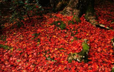 Japan Kyoto Enkoji Temple Autumn Red Maple Leaves Landscape