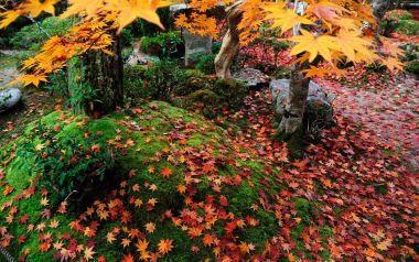 Japan Kyoto Enkoji Temple Autumn Maple Leaves Moss Garden