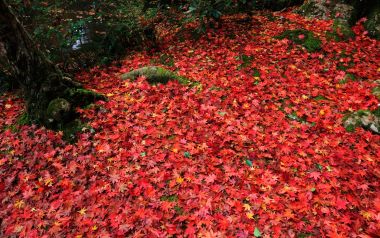 Japan Enkoji Temple Autumn Red Maple Leaves