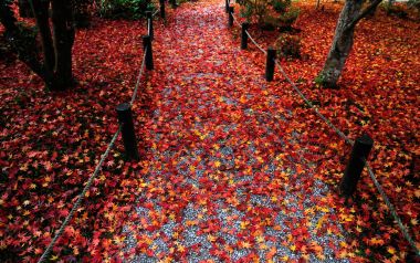 Kyoto Enkoji Temple Autumn Maple Leaves Path