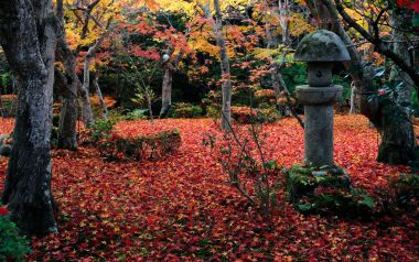 日本圆觉寺秋日红叶庭院