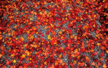 Japan Kyoto Enkoji Temple Autumn Maple Leaves Gravel Ground