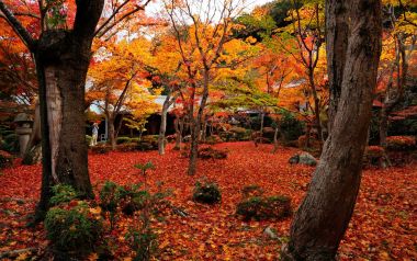 Japan Enkoji Temple Autumn Red Leaves Garden