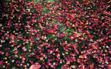 Autumn Red Maple Leaves Moss Kyoto Japan
