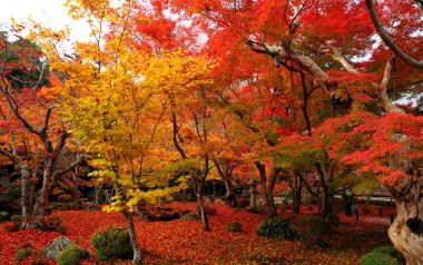 日本圆觉寺秋日红叶园林