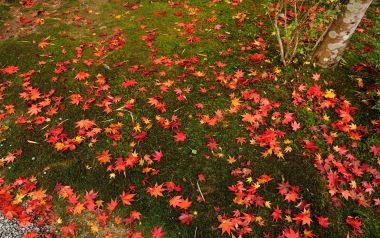 Japan Kyoto Enkoji Temple Autumn Maple Leaves Moss Ground