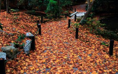 日本京都圆觉寺秋日落叶小径