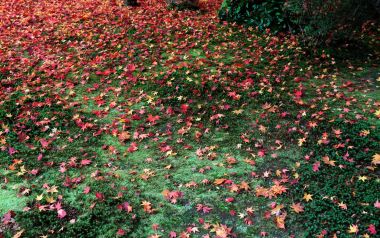 Japan Kyoto Enkoji Temple Autumn Red Leaves Ground Scene