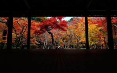 日本京都圆觉寺秋景红叶