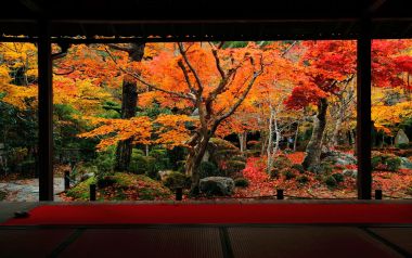 日本京都圆觉寺秋季红叶庭院景观